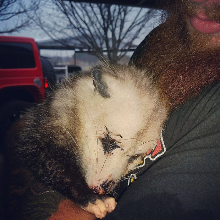 opossum gravida salvata 4