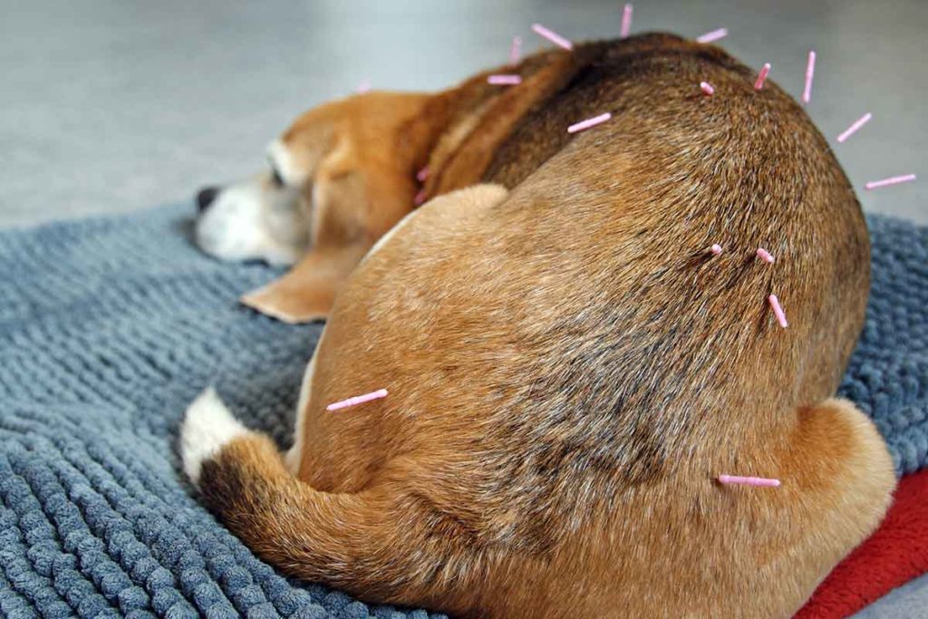 Agopuntura per Animali